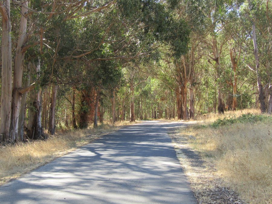 Sheridan, MI - One Injured in Crash With Horse-Drawn Buggy on Beaverton Rd